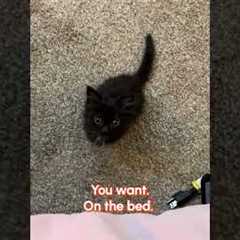 When you want to be intimidating but you're also just a little guy 😹🐈‍⬛😭