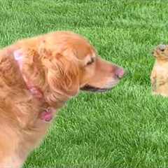 FUNNIEST Animal Videos Ever | 90 Minutes Of The Greatest Animal Shorts 🤣