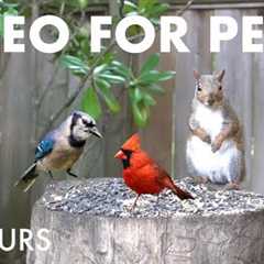 Saturday Morning Cartoons for Pets 😺 - 10 Hours of Backyard Birds and Squirrels - Jul 19, 2025