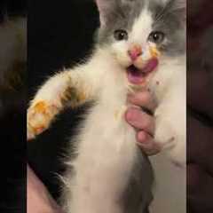 Crazy Kitten Gets Caught Stealing Spaghetti