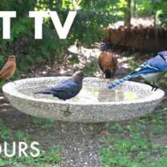 Busy Bird Bath on a Hot Summer Day - 10 Hour Video for Pets and People 😺 - Jul 20, 2025