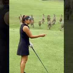 Mob Of Kangaroos INVADE Golf Course 😱🦘