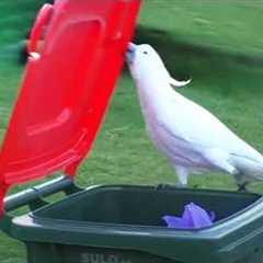 Parrots Are the Best Students — You Didn't Expect That! 😂