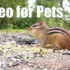 Birds, Chipmunks and Squirrels - 10 Hour Video for Pets and People - Cat TV - Jul 21, 2025