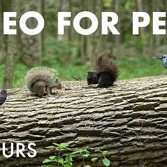 Chipmunks, Squirrels and Forest Friends - 10 hour Cat TV for Pets to Watch - Jul 22, 2025