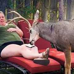 Funniest ANIMAL Videos of 2025 will 101% make you LAUGH EXTREMELY HARD 😂