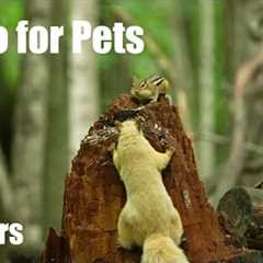 Blonde Squirrels, Chipmunks and Forest Friends in Harmony - 10 Hour Cat TV for Pets - Jul 24, 2025