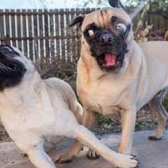 I dare you not to LAUGH at these FUNNY DOGS 😁 Best Funny Animals Videos 2025