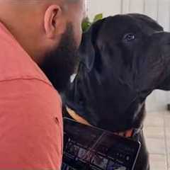 When your dog gets bored with your silly jokes 🤣 Funny Dog Videos 2025