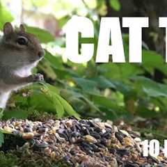 Hungry Chipmunks, Red Squirrels and Forest Animals - 10 Hour Cat TV for Pets - Jul 25, 2025