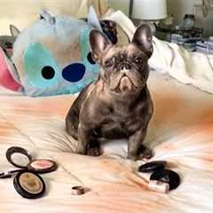 Lilo and Stitch IRL | Try Not to Laugh EXTREME! 🤣 😂
