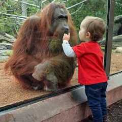 Cute Baby and Animals Have a Secret Language At The Zoo