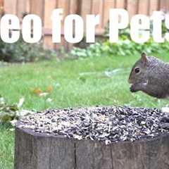 Saturday Morning Cartoons for Pets - 10 hours of Backyard Birds and Animals - Jul 26, 2025