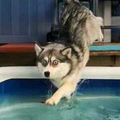 When Your Dog Encounters Summer for the First Time! 😂 Funniest Animals 2025