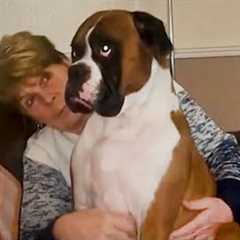 When Your Dog Gets Jealous Like a Child - Funny and Cute Dog Videos