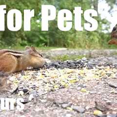 Sunday Morning Brunch for Birds, Squirrels and Chipmunks - 10 Hour Cat TV for Pets - Jul 27, 2025