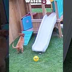 🐶 FUNNY | Zoomies Caught On Camera 🤣
