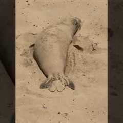 Seal Lounges Peacefully on Beach And Covers Himself In Sand