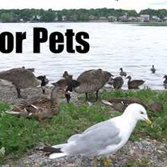 Ducks, Geese, Gulls and Birds by the Water - 10 hour Video for Pets and People - Jul 28, 2025