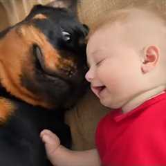 When Babies Are RAISED by the LOVE of a Rottweiler Dogs 🐶
