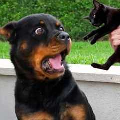 I Expected a Guard Dog But Get a Comedian 😂 Funny Dog Videos