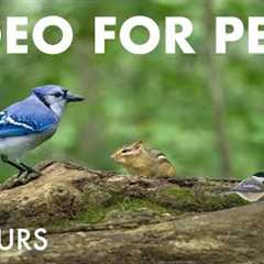 Turkeys, Chipmunks, Squirrels and Forest Friends - 10 Hour Cat TV for Pets 😺 - Jul 29, 2025