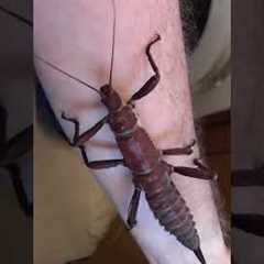 🚨 Creepy Crawlies To Make You Laugh | Bugs Are Hardcore