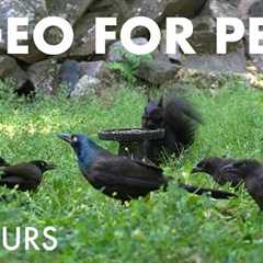 Birds, Squirrels and Chipmunks Enjoying Cottage Country - 10 Hour Cat TV for Pets 😺 - Jul 30, 2025