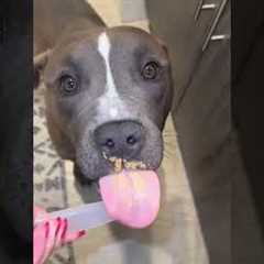 How to Celebrate National Dog Month: Pet Pointers