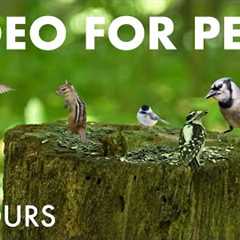 Chipmunks, Birds and Squirrels in the Forest - 10 Hour Video for Pets and People - Jul 31, 2025