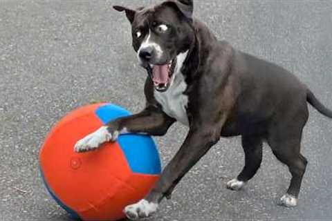 Overdramatic Dogs Who Deserve an Oscar for Real😂 Funniest Animal Videos
