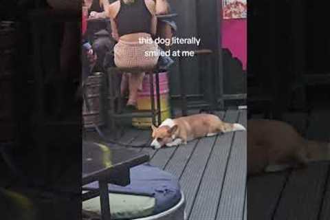 Adorable Corgi Smiles At Camera