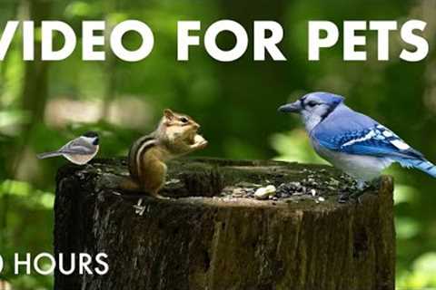 Chipmunks, Squirrels, Birds and Forest Friends - 10 Hour Cat TV for Pets to Watch 😺 - Jul 01, 2025