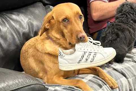 Silly Dogs That’ll Make You Laugh Out Loud! 🤣 Funny Dog Videos 2025