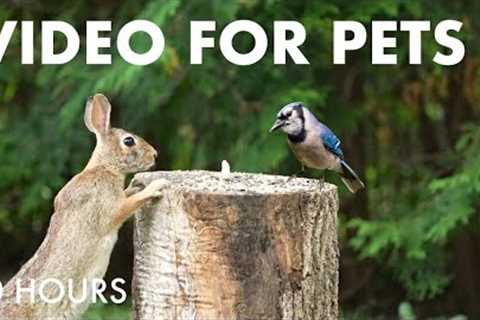 Rabbits, Squirrels, Jays and Backyard Friends - 10 Hour Cat TV for Pets to Watch 😺 - Jul 02, 2025