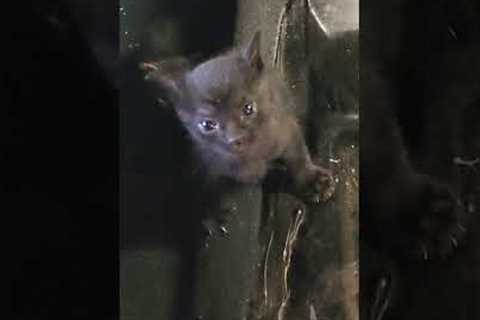 Man Finds Three Tiny Kittens In Wrecked Car 😍