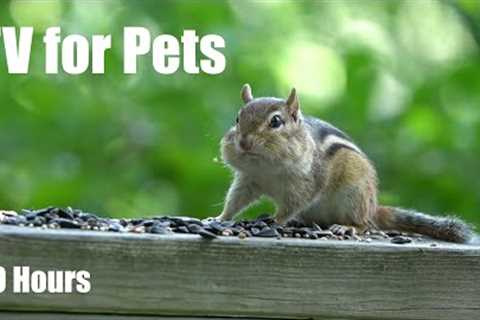 Chipmunks, Birds and Squirrels - 10 Hour Relaxing Video for Pets and People 😺 - Jul 03, 2025