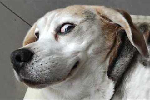 Funny Animal That Prove They Are The Best Comedians 🤣 FUNNIEST Animals 2025