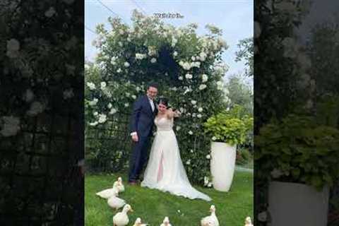Adorable Ducks Crash Wedding! 😍🐥💖