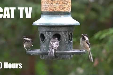 Beautiful Backyard Birds at the Hanging Feeder - 10 Hour Cat TV for Pets to Watch 😺 - Jul 06, 2025