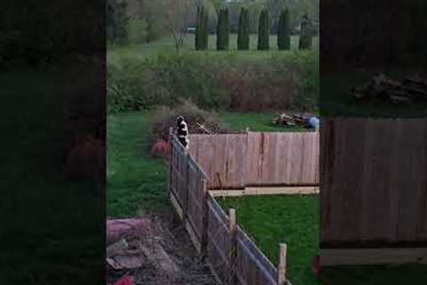 Goldendoodle Jumps Over Tall 7-Foot Fence