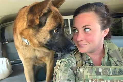 Funny Dog Thinks He's Human 😄 Funny Dog and Human Videos