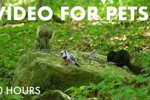 Chipmunks, Birds, Squirrels and Forest Friends in Harmony - 10 Hour Cat TV for Pets 😺 - Jul 07, 2025