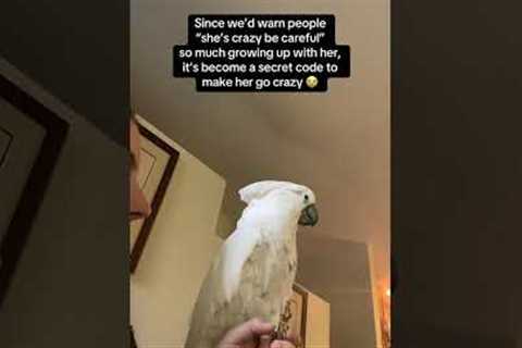 Funny Cockatoo Acts Crazy When Called Crazy!