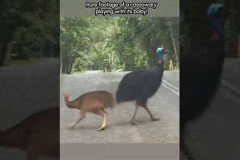 Adorable Cassowary and It's Baby Play On Road
