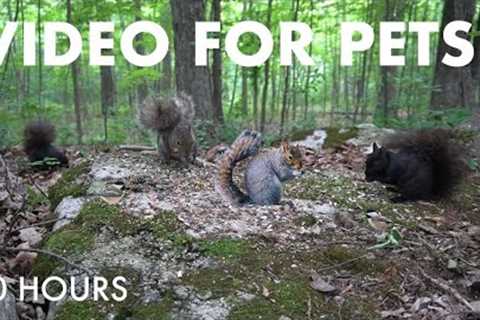 Chipmunks and Squirrels in a Canadian Forest - 10 Hour Cat TV for Pets to Watch 😺 - Jul 08, 2025