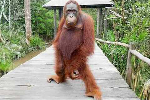 Monkeys Being Silly Will Make You Laugh Hard 😁 Funniest ANIMAL Videos