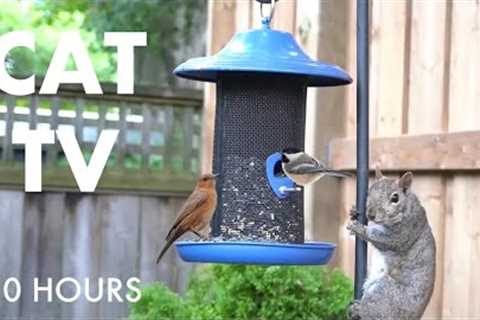 Cat TV for Cats to Watch 😺 - 10 Hours of Backyard Birds, Squirrels and Chipmunks - Jul 09, 2025