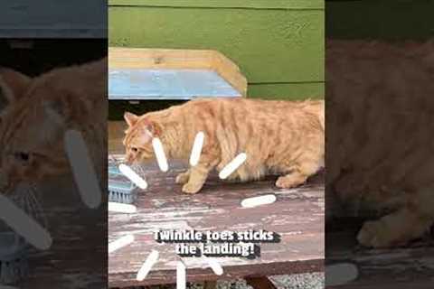 Cats Being Slinkys!