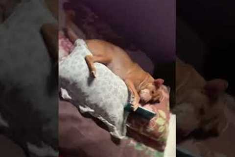 Raw footage of me during my bed rot hours 🤣📲 #Dog #BedRot #FunnyDog